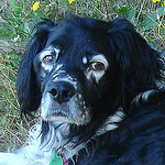 Profile Picture of Sofia Clark (@slr-c) on Flickr