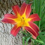 Profile Picture of Carly Harman (@lillerpants) on Instagram