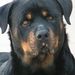 Profile Picture of Leo Weiler (@leoweiler) on Pinterest