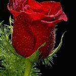 Profile Picture of timoteo Gonzalez (@timoteohon) on Instagram