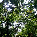 eric dizon - Instagram Profile Picture of eric dizon (@eric.dizon1995) on Instagram