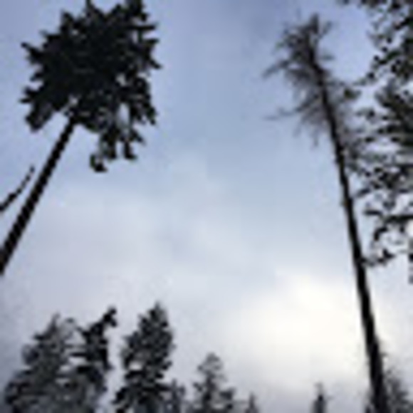 Profile Picture of M. auriel Wingender (@m_wingender) on Poshmark