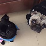 Profile Picture of Bailey Billy Bates (@baileythepug03) on Instagram