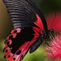 Profile Picture of Kimber Wolfe (@kimber-wolfe) on Quora