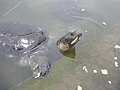 Profile Picture of Black softshell turtleon Wikipedia