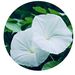 Profile Picture of • Moonflower • (@Moonflower947) on Pinterest