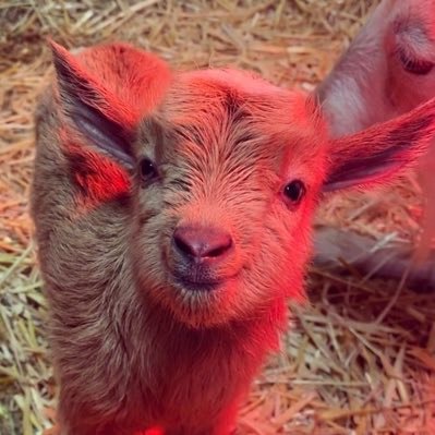 Profile Picture of Matthew Whitford (@MatthewWhitfor5) on Twitter