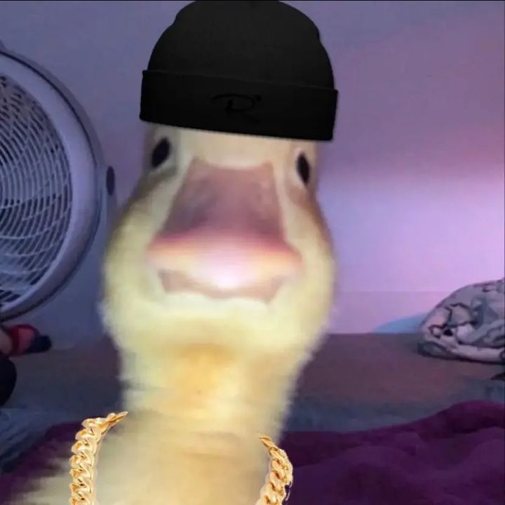 Profile Picture of Daan Schipper (@daanschipper_) on Tiktok