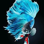 Profile Picture of Darwin Powell (@darwindabogoat12) on Instagram