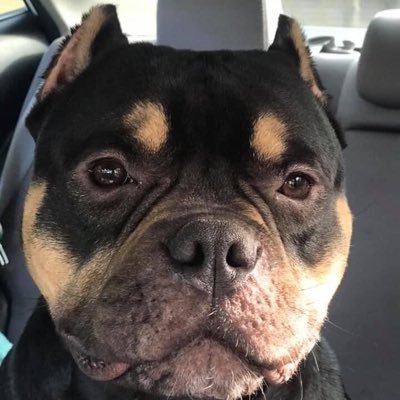 Profile Picture of Robin Ault (@RobinAu97509378) on Twitter