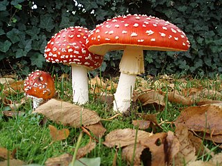 Profile Picture of Amanita muscariaon Wikipedia