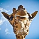 Profile Picture of Raf Hectors (@laraffia) on Pinterest