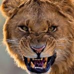 Profile Picture of Hazem Kawaneh (@hazem.kawaneh) on Facebook