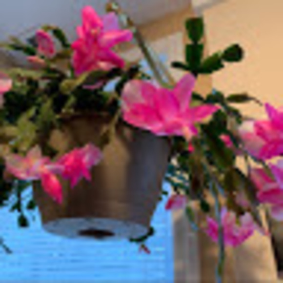 Profile Picture of Jane Reid (@doyouwantit1775) on Poshmark