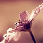 Profile Picture of amandasimonsen11 (@amandasimonsen11) on Instagram