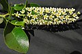 Profile Picture of Escallonia pulverulentaon Wikipedia