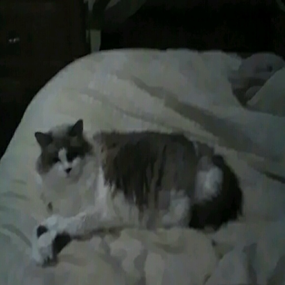 Profile Picture of Ke Ermann (@kndlltm79) on Poshmark