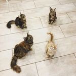 Profile Picture of Royal Norwegian Forest cats (@royalnorwegianforestcats) on Instagram