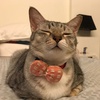 Profile Picture of Cedric Chan (@@cedricchan8) on Tiktok