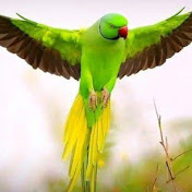 Profile Picture of Miru Arang Production (@miruarangproduction1445) on Youtube