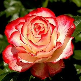 Profile Picture of Nettie Stewart (@nettiestewart18) on Pinterest