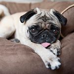 Profile Picture of Joe Vulpis Photography (@im_a_dog420) on Instagram