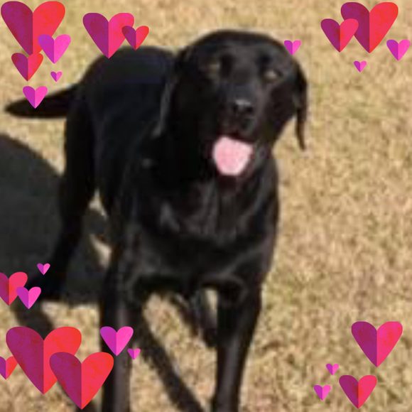 Profile Picture of Tonya Schulz (@tschulz2005) on Poshmark