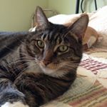 Profile Picture of Nina Perlman (@nkptink) on Instagram