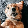 Profile Picture of Duckworth_Pets (@duckworth_pets) on Tiktok