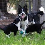 Profile Picture of Kathy Mocharnuk (@bordergirlsmom_) on Instagram