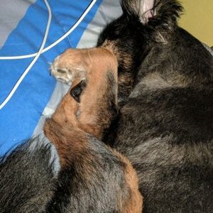 Profile Picture of Real Hooman (@DustinDiazFTW) on Twitter