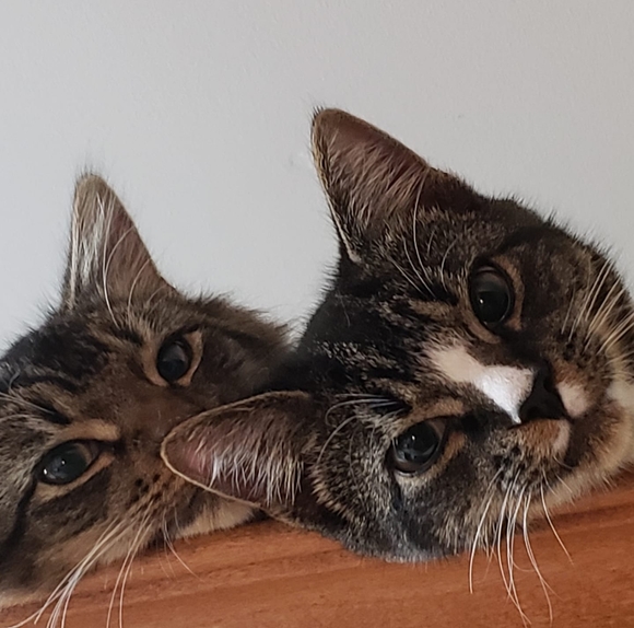 Profile Picture of Tara England (@tara_england) on Poshmark