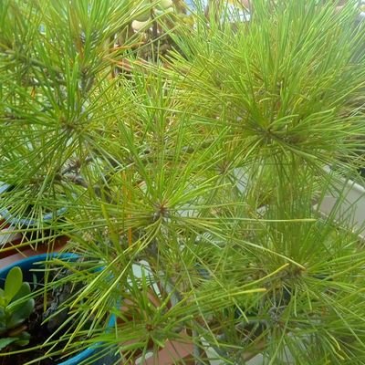 Profile Picture of Jian Li (@jianli1985nari) on Twitter