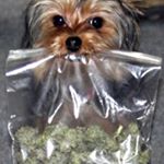 Profile Picture of MICHAEL BROGNA (@michael_brogna) on Instagram