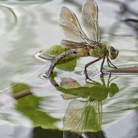 Profile Picture of Michelle Mure McCarthy (@mich667) on Pinterest