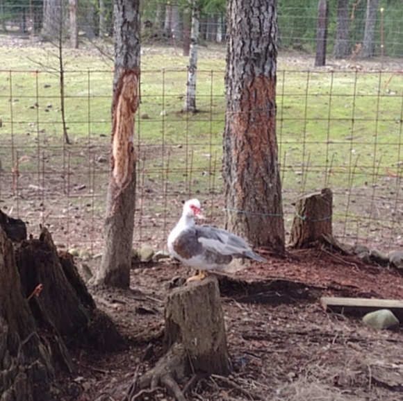 Profile Picture of Pablo Tomas (@pablo_tomas) on Poshmark