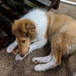 Profile Picture of Alex Abboud (@alex_2082k5) on Instagram