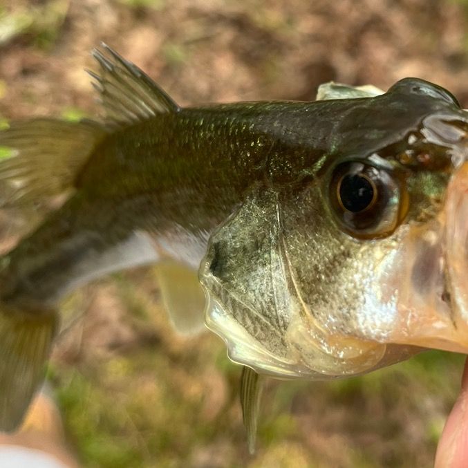 Profile Picture of David DeCriscio (@d_decriscio) on Tiktok