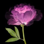 Profile Picture of Alice Attard (@Alice-Attard) on Facebook