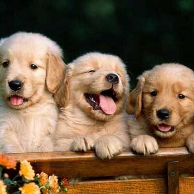 Profile Picture of Navin Kumar Mehta (@navinmehta1996) on Twitter