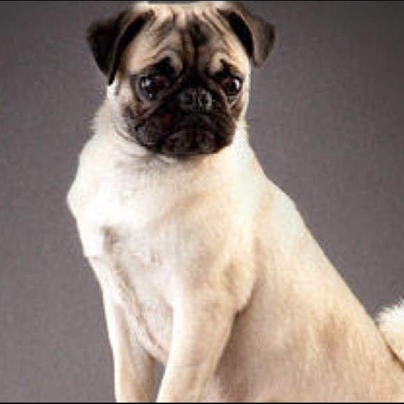 Profile Picture of Cinthia M (@pugs685) on Poshmark