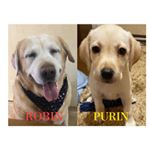 Profile Picture of ROBIN&PURIN (@rrrobi0928) on Instagram
