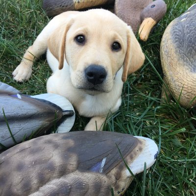 Profile Picture of David Wehde (@dwehde87) on Twitter