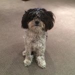 Simone Hart - Instagram Profile Picture of Simone Hart (@simonehart9371) on Instagram