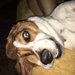 Profile Picture of LongDogLily (@jaimefields) on Instagram