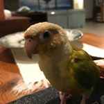 Profile Picture of Chip (@x_birdbrain) on Instagram