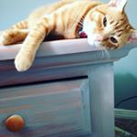 Profile Picture of Larry Mcvey (@thelarrythecat) on Instagram