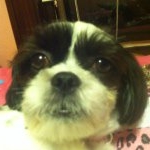 Profile Picture of Poochie🐶 (@maggie.jo.schaefer) on Instagram