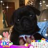 Profile Picture of Lisa Arsenault (@@lisaarsenault) on Tiktok
