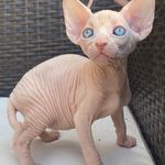 Profile Picture of Mon Maine Coon - sphynx (@mon_mainecoon_siames) on Instagram